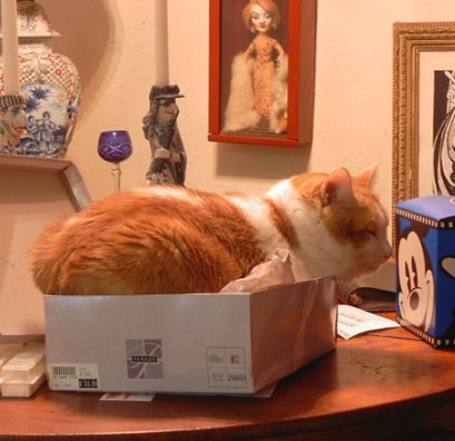 Big orange cat stuffed in a box. With Marlene Dietrich looking on.