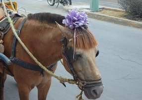 donkey with bow on head in cozumel mexico