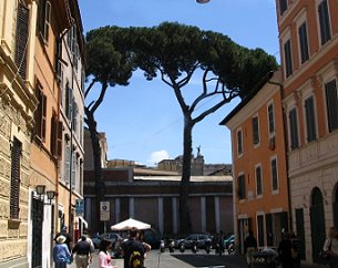 Umbrella pine in Rome.